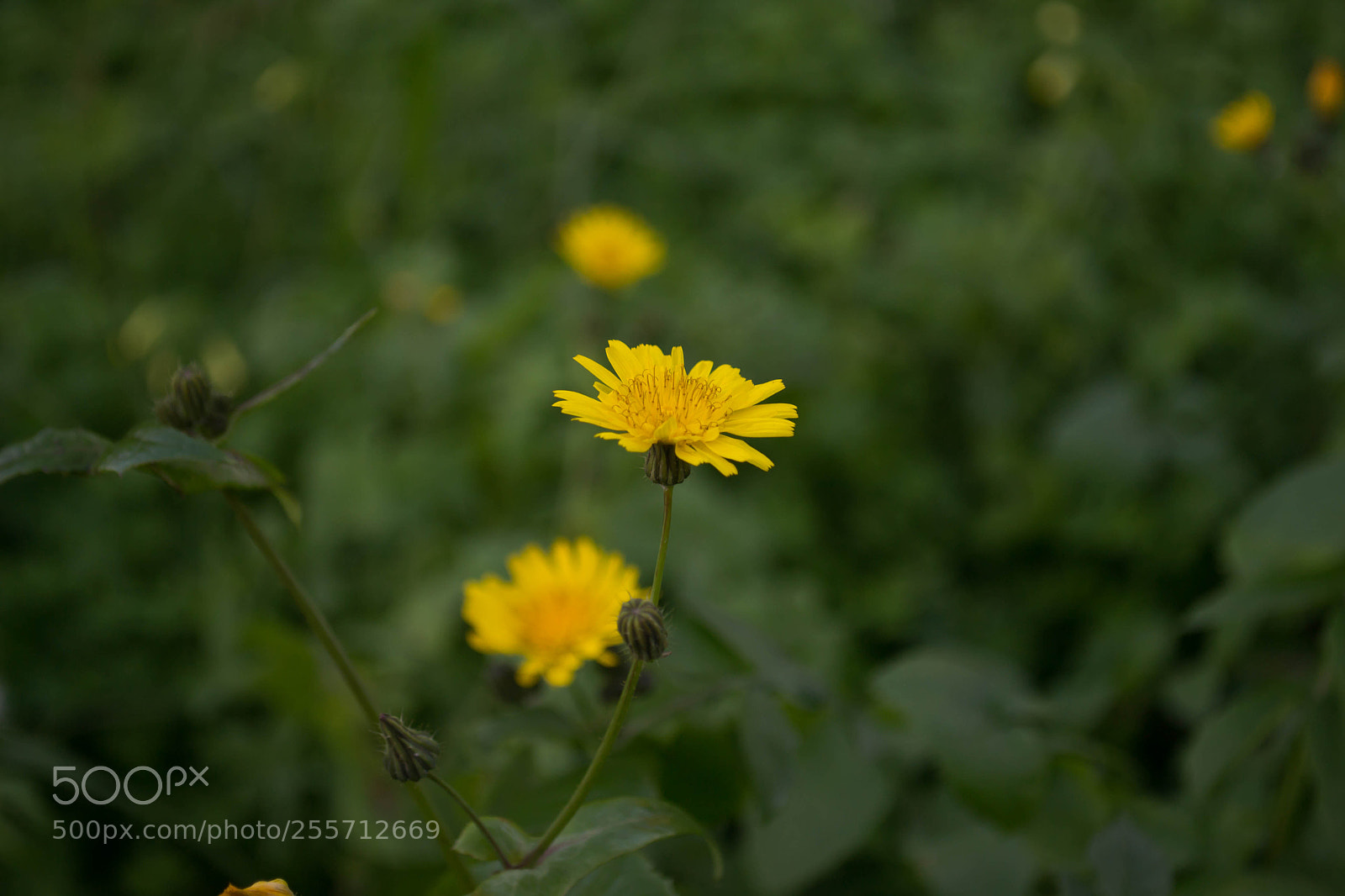 Nikon D3100 sample photo. B () photography