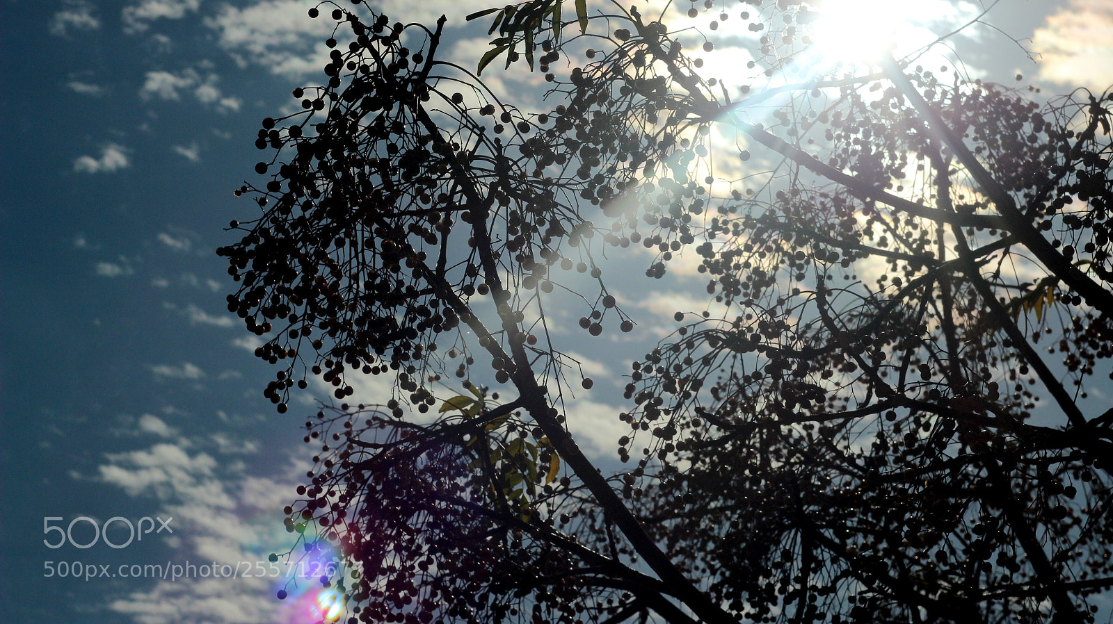 Canon EOS 600D (Rebel EOS T3i / EOS Kiss X5) sample photo. B () photography