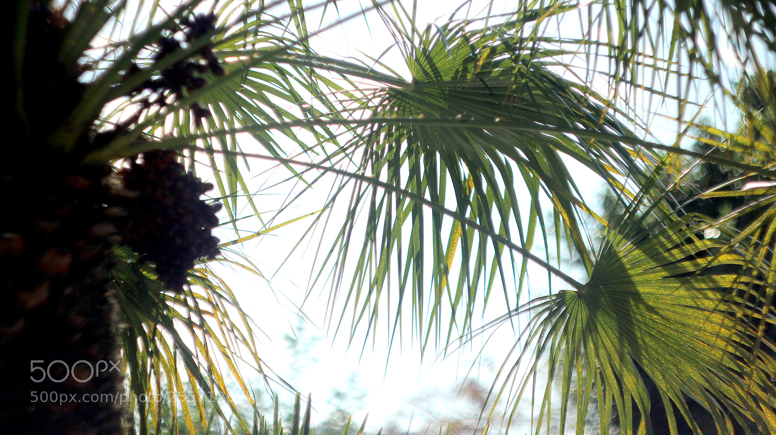 Canon EOS 600D (Rebel EOS T3i / EOS Kiss X5) sample photo. B () photography