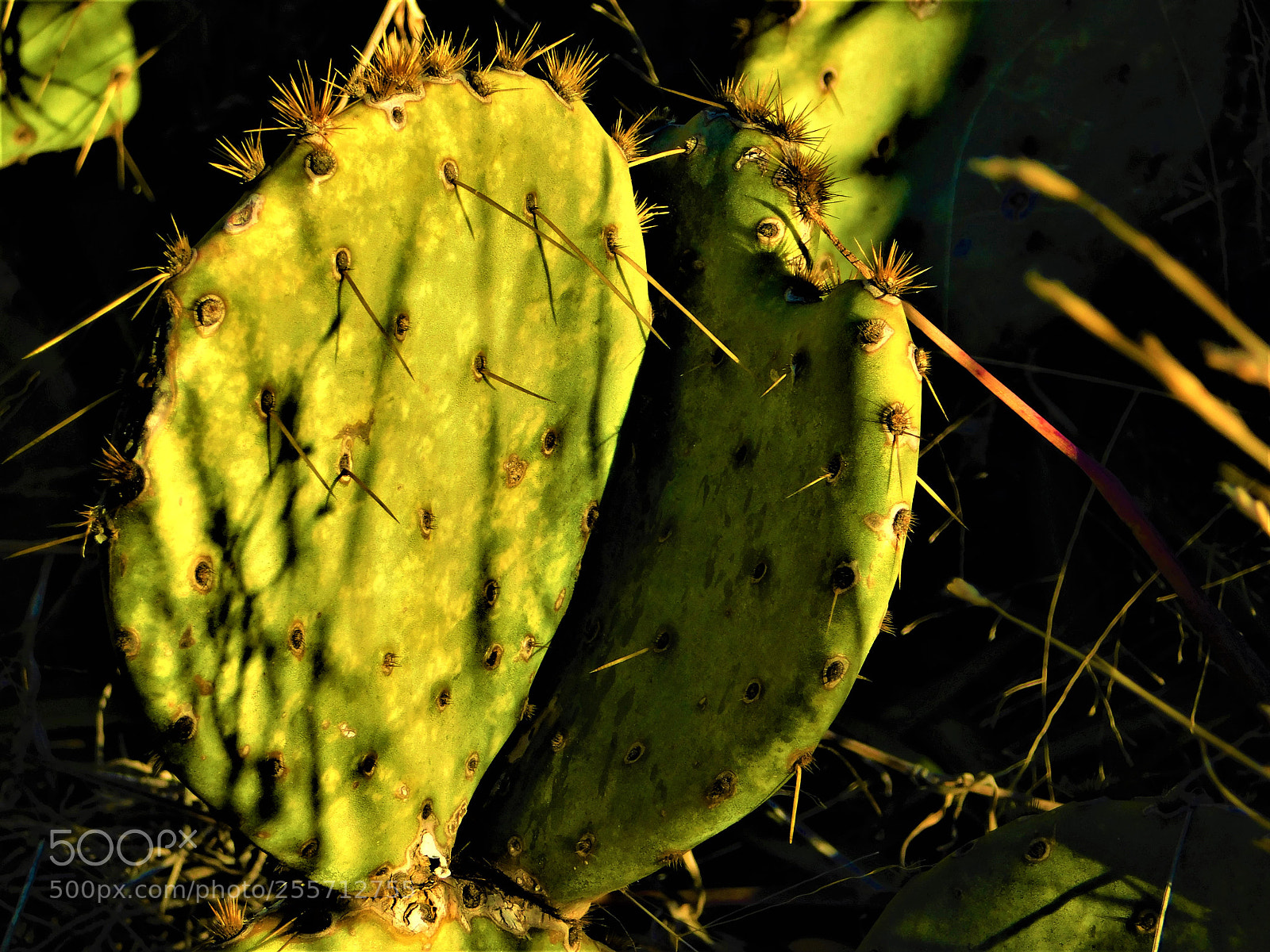 Nikon Coolpix B500 sample photo. () photography