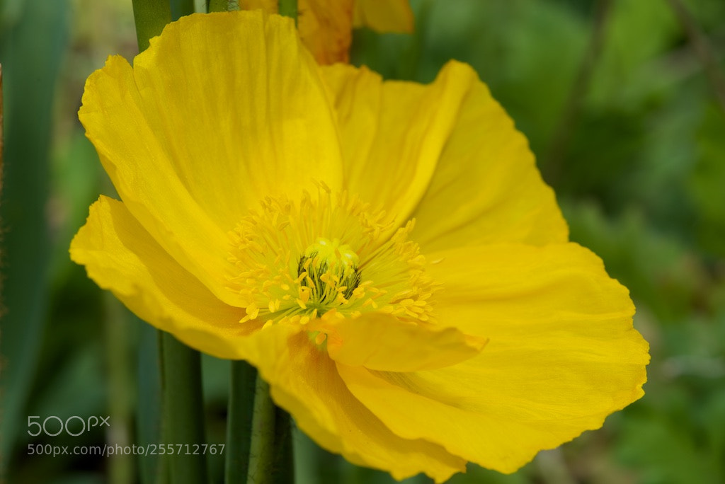 Nikon D600 sample photo. Yellow poppy photography