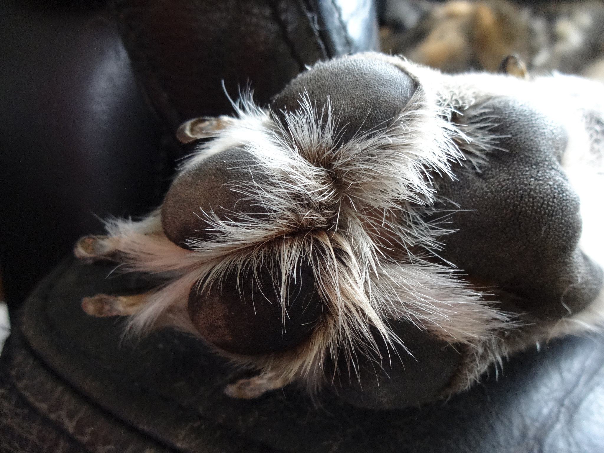 Sony Cyber-shot DSC-QX10 sample photo. Dog paw photography