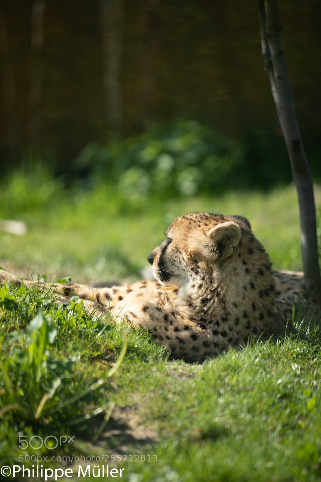 Canon EOS 5D Mark IV sample photo. Gepard photography