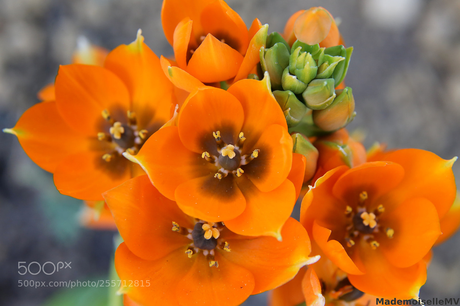 Canon EOS 6D + Canon EF 24-105mm F4L IS USM sample photo. Ornithogallum photography