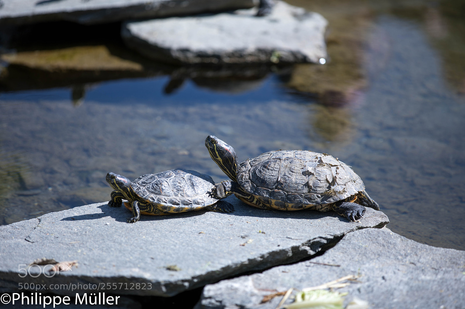 Canon EOS 5D Mark IV sample photo. Wasserschildkröten photography