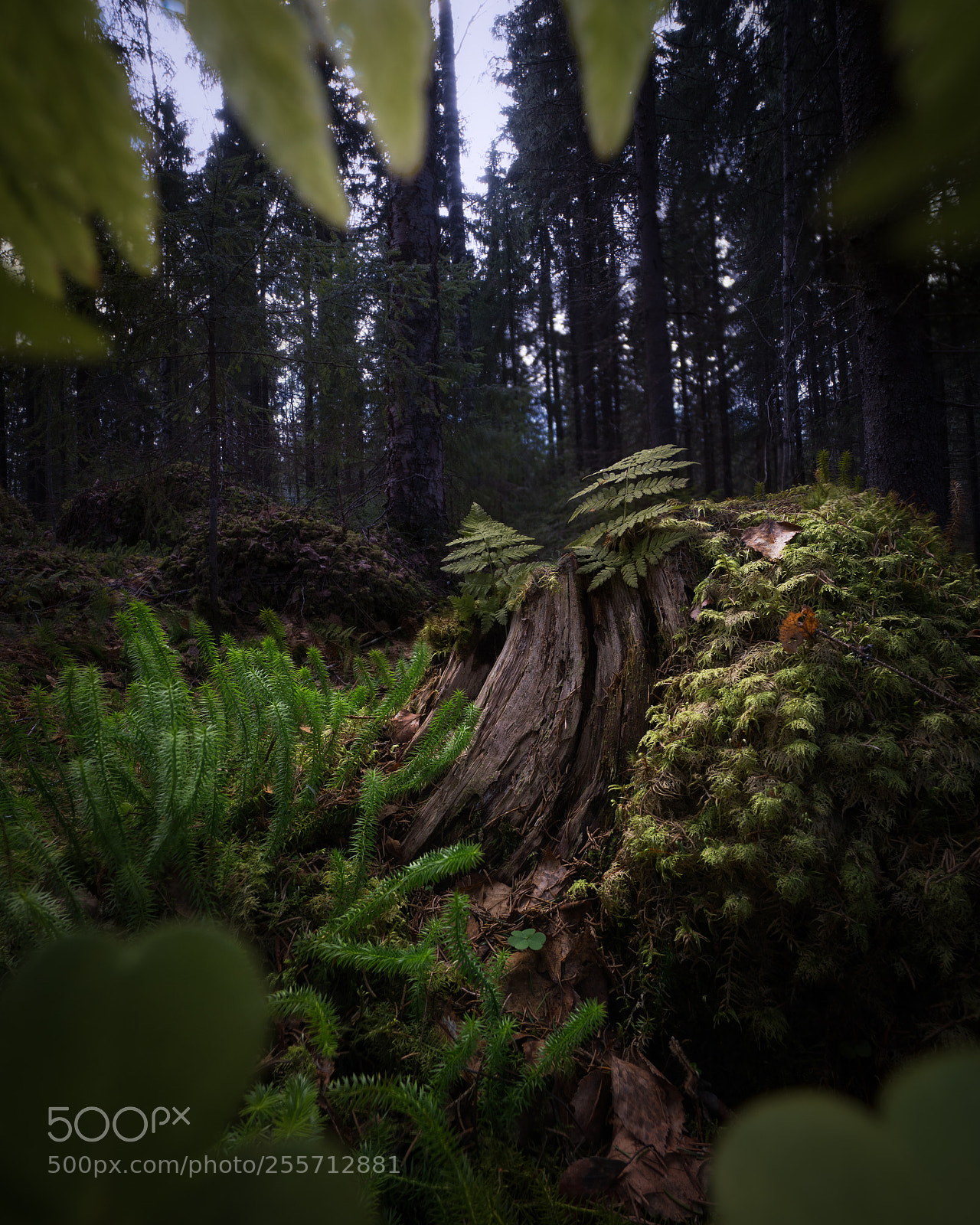 Sony a6300 sample photo. Finnish spring moss jungle photography