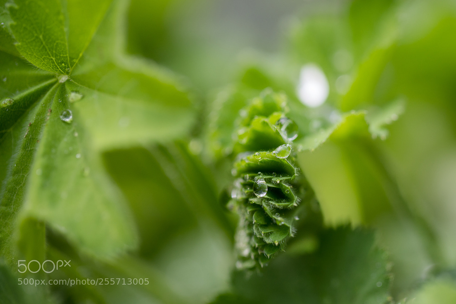 Canon EOS 6D Mark II sample photo. Untitled photography