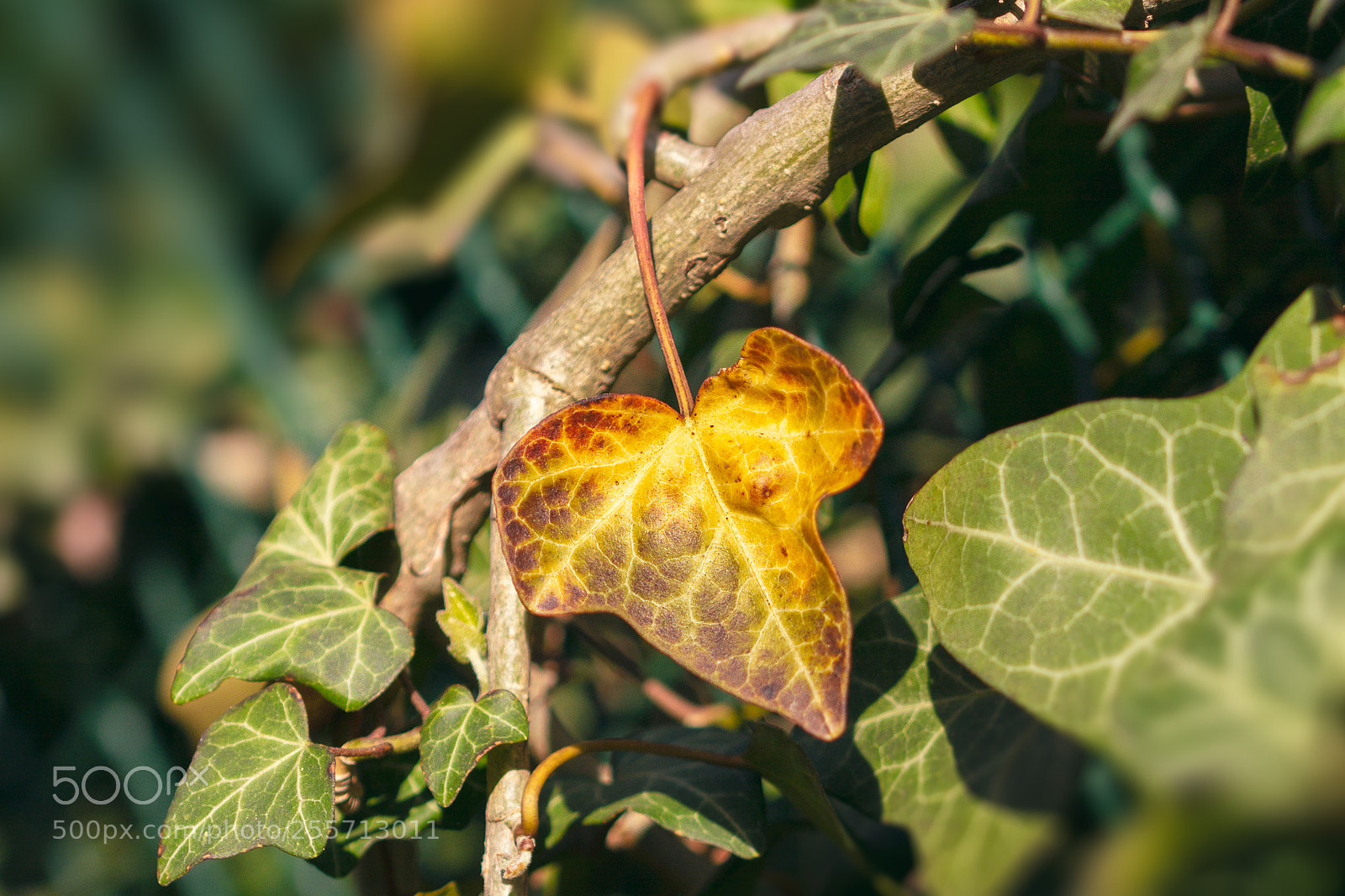 Canon EOS 60D sample photo. Ageing process v2 photography