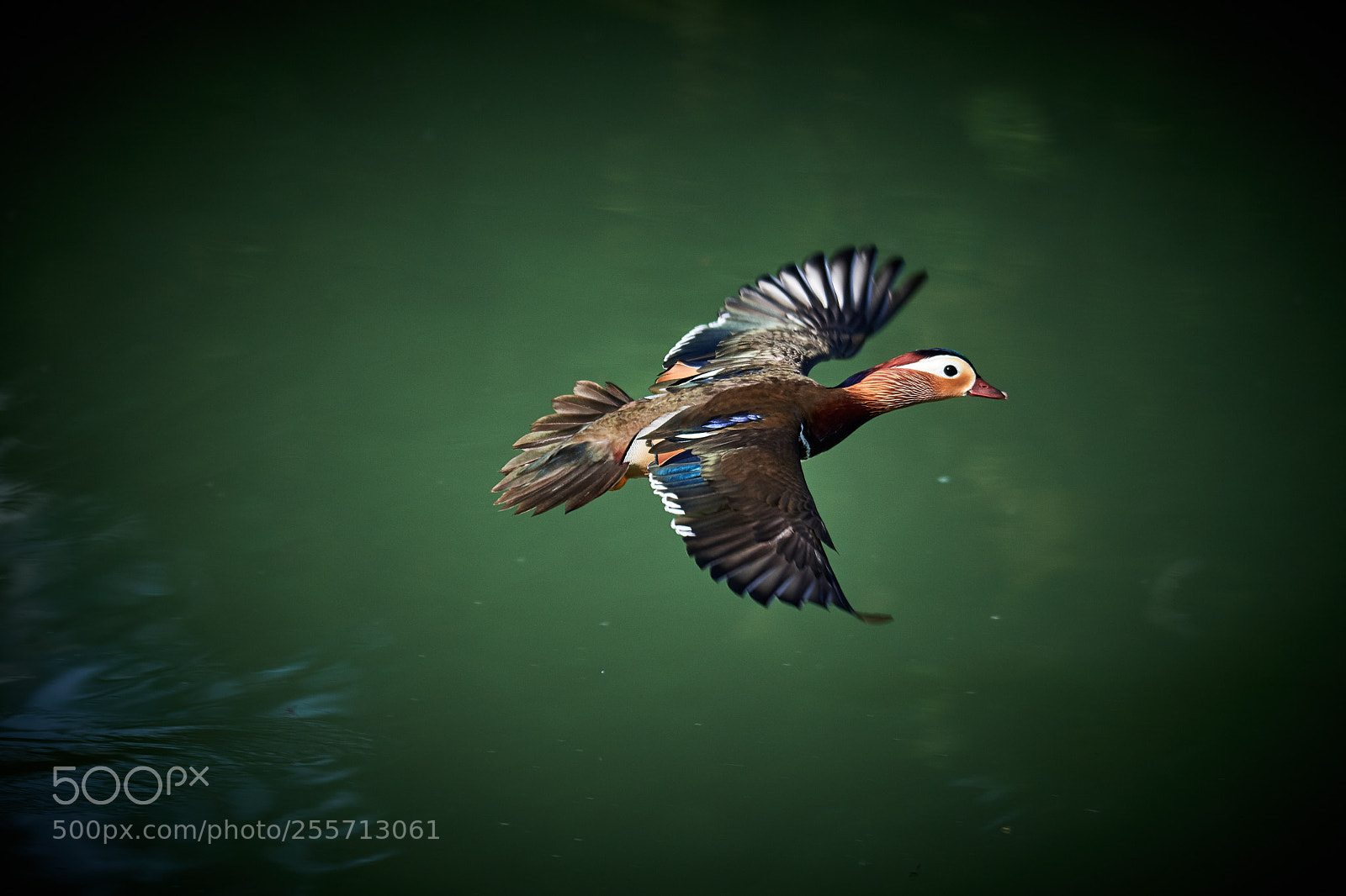 Nikon D500 sample photo. Mandarin duck photography