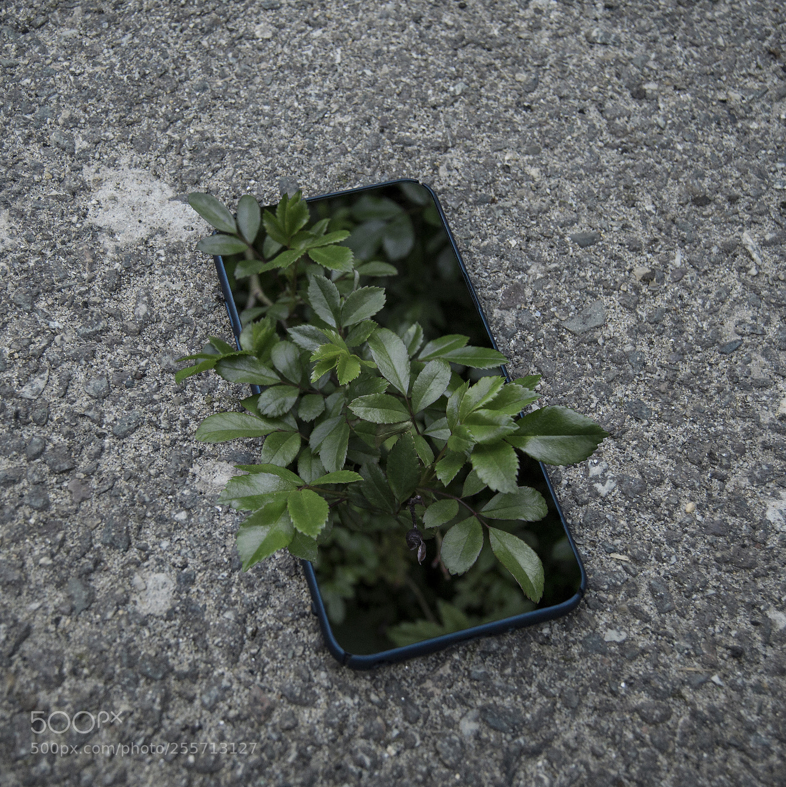 Nikon D3100 sample photo. Растение photography