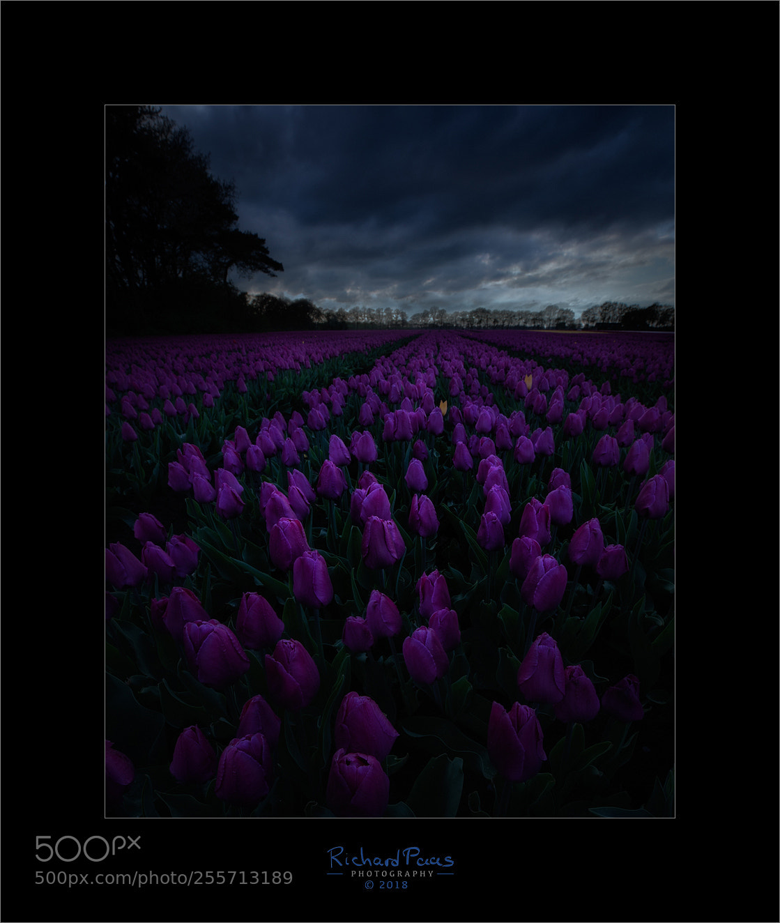 Canon EOS 5D Mark IV sample photo. Apocalyptic tulips photography