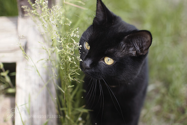 Nikon D90 sample photo. Curious cat photography