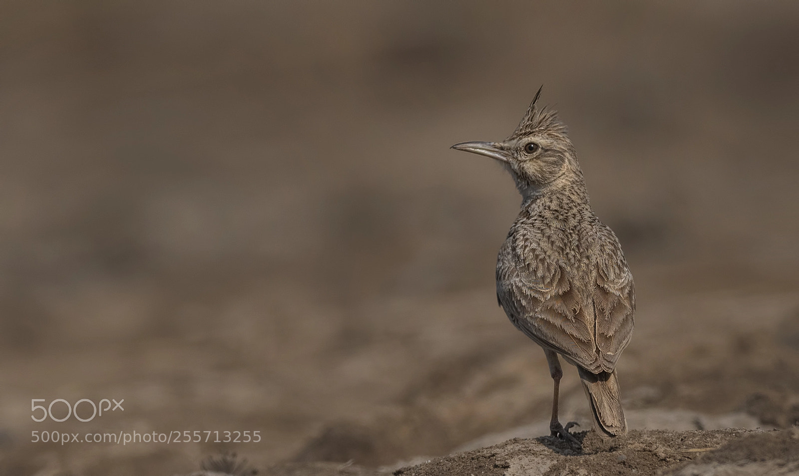 Nikon D500 sample photo. Crested lark photography