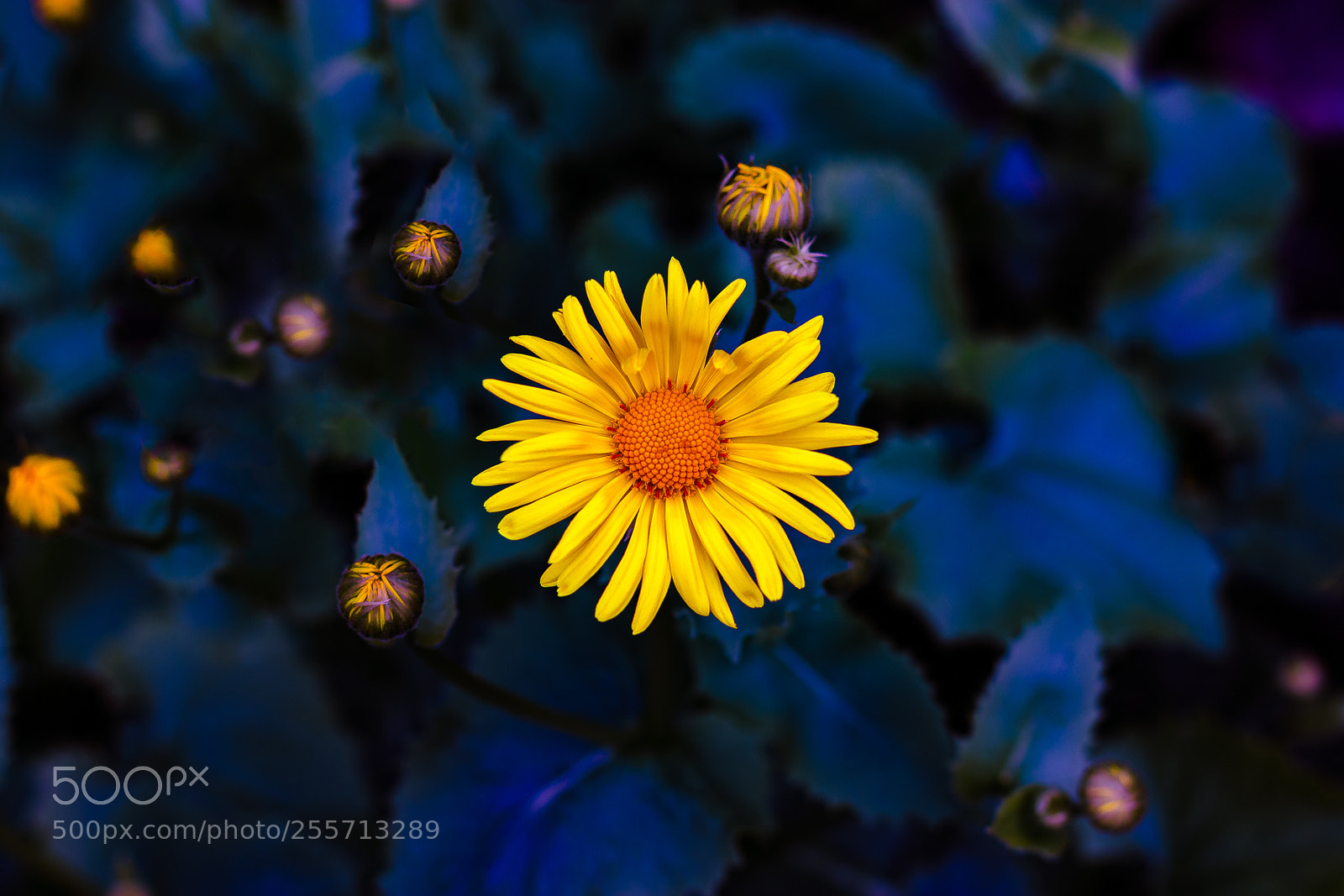 Canon EOS 70D sample photo. Spring in the yard photography