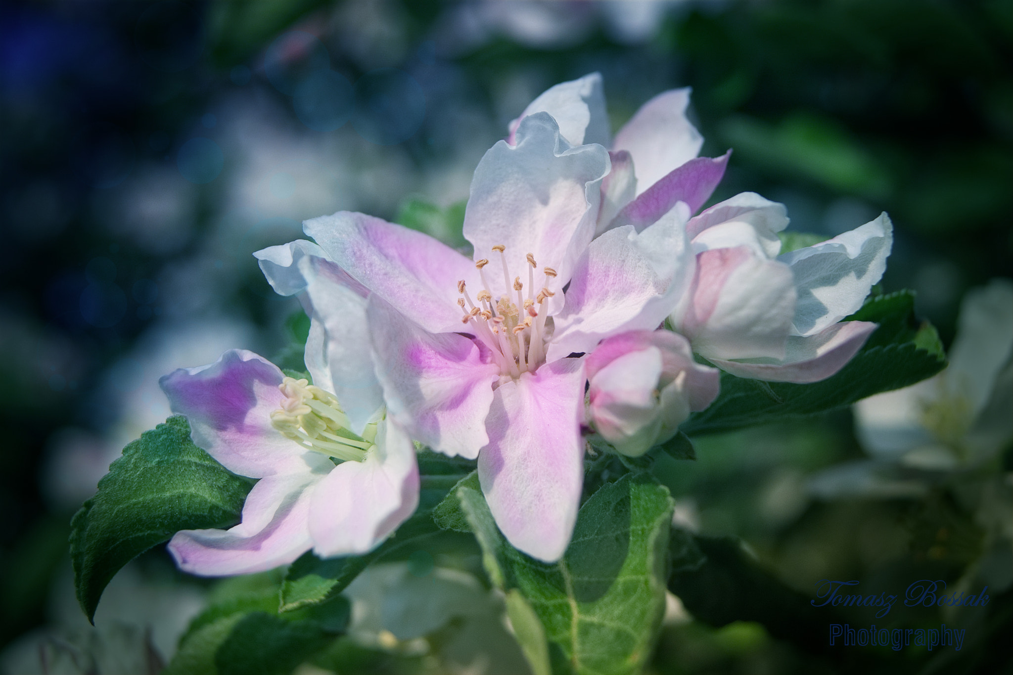 Sony Alpha DSLR-A450 sample photo. Flower photography