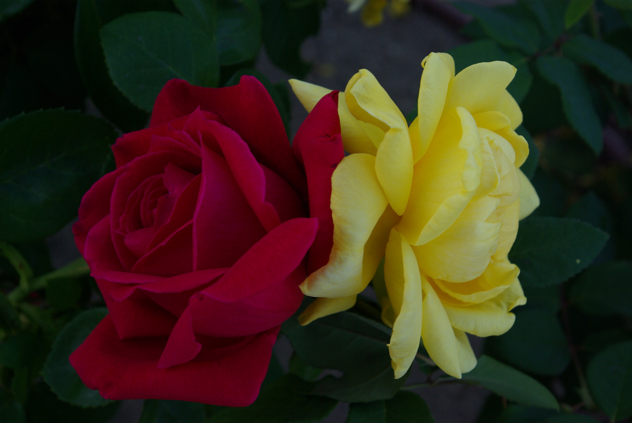 Pentax K10D + Pentax smc DA 18-55mm F3.5-5.6 AL sample photo. Roses meeting... photography