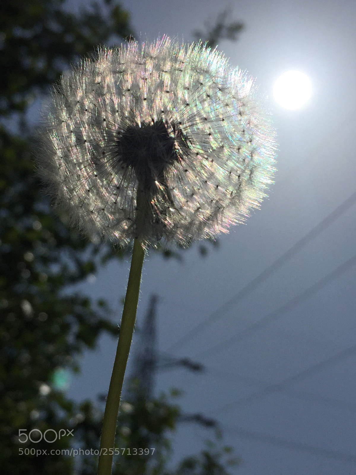 Apple iPhone 6 sample photo. Untitled photography