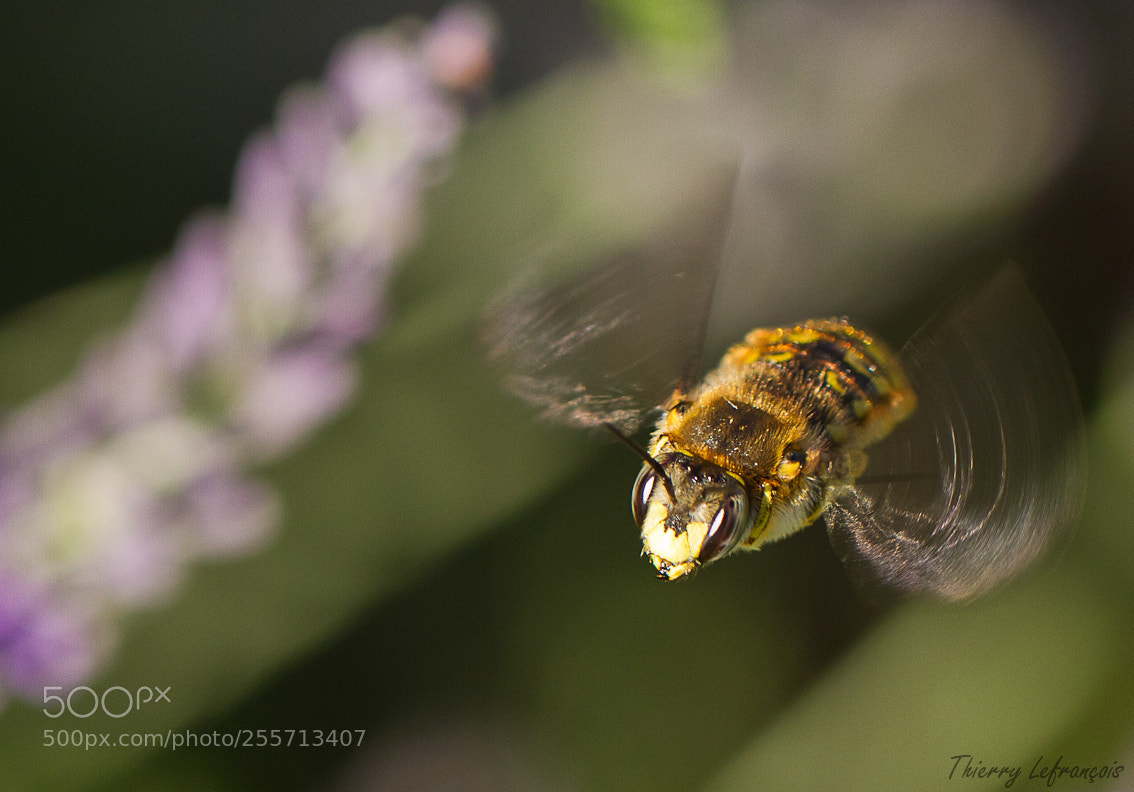 Canon EOS 7D sample photo. Sur le fait photography