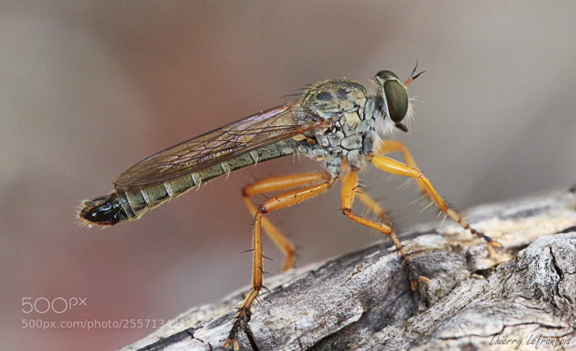 Canon EOS 7D sample photo. Azilidae photography