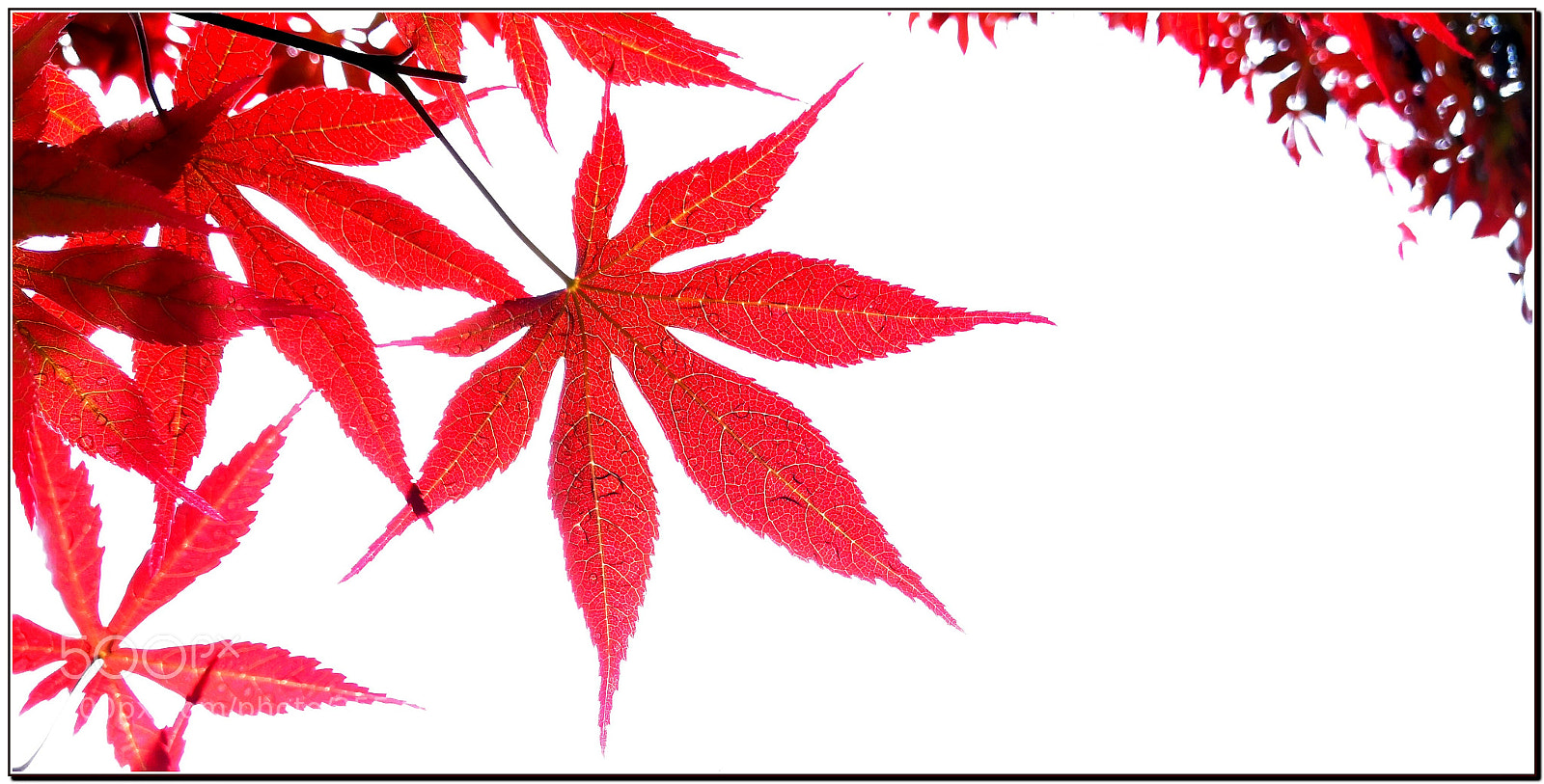 HUAWEI Mate 10 Pro sample photo. Red color acer palmatum photography
