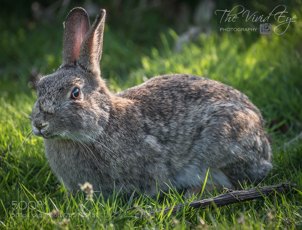Fujifilm X-T2 sample photo. Rabbit photography