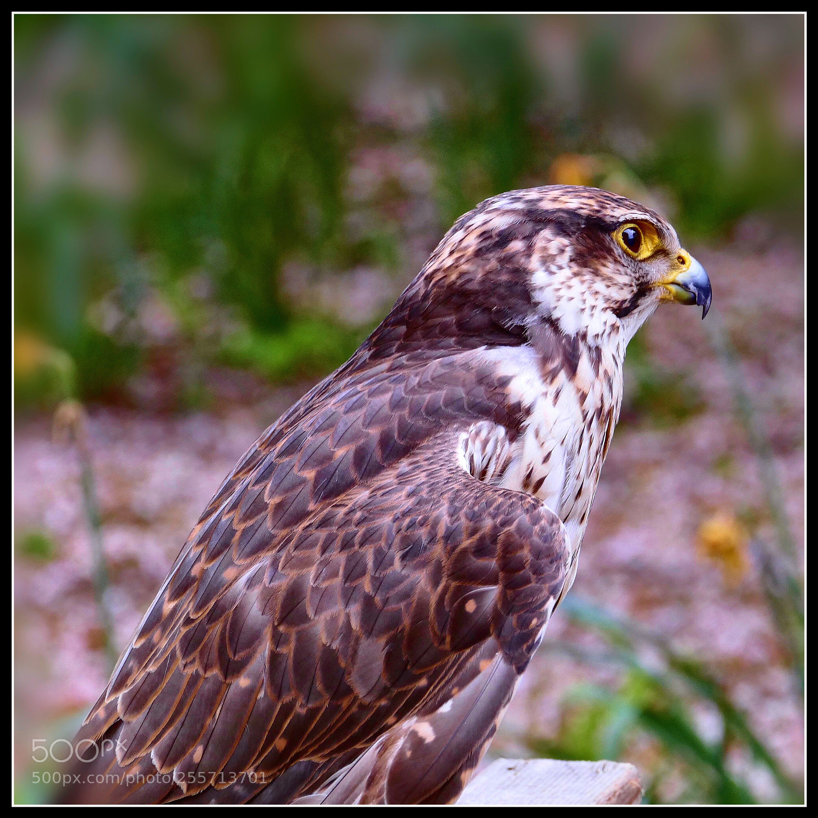Panasonic Lumix DMC-FZ1000 sample photo. The falcon photography