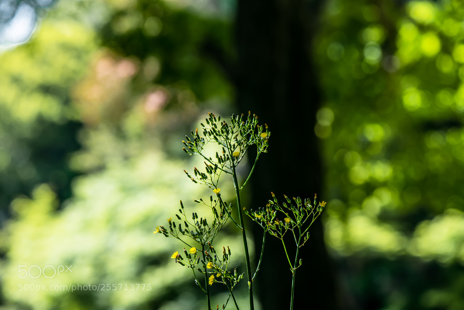 Nikon D800E sample photo. Grass and shadow photography