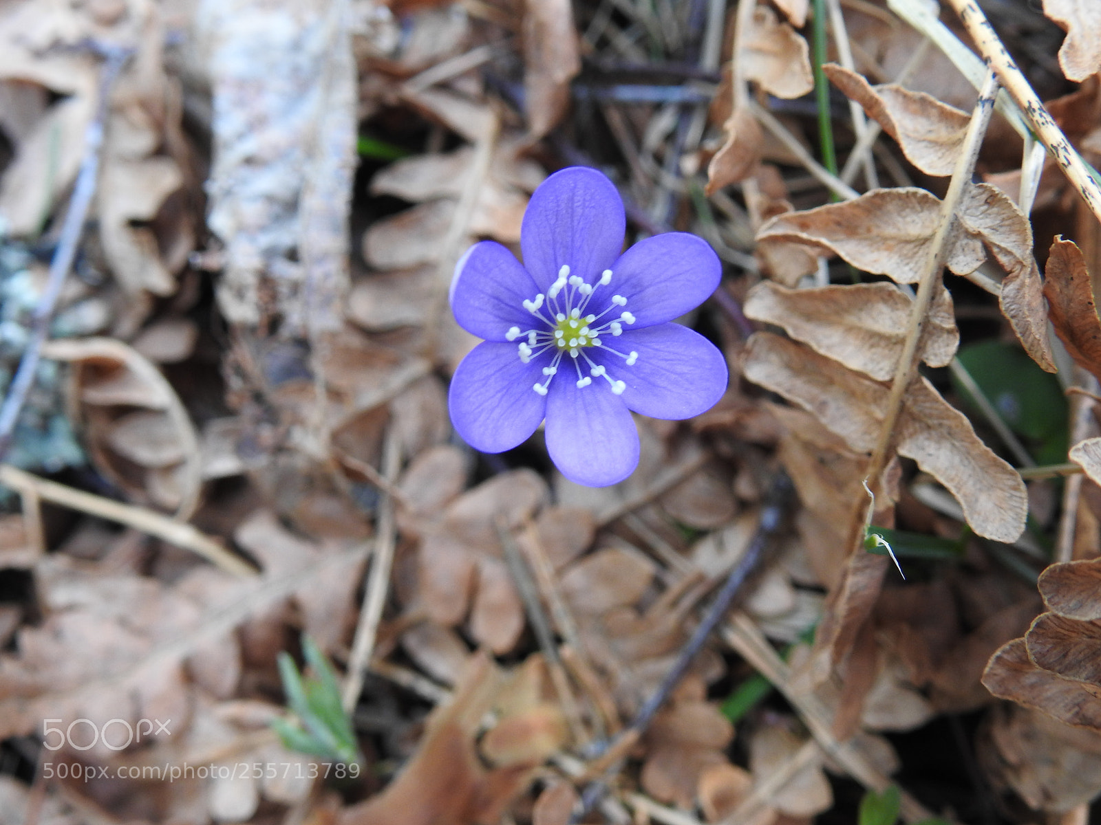 Nikon Coolpix P900 sample photo. Spring flowers. photography