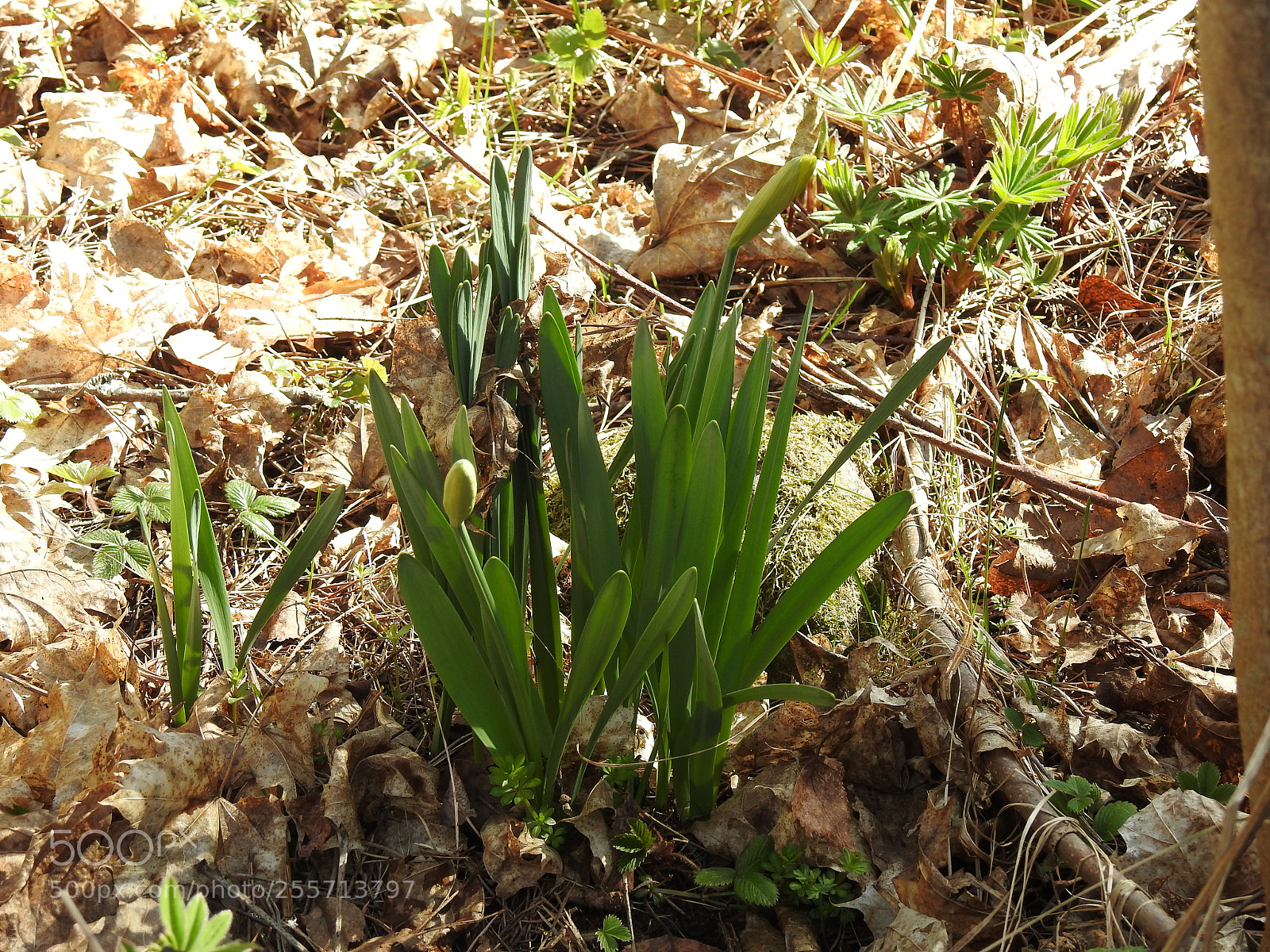 Nikon Coolpix P900 sample photo. Spring flowers. photography