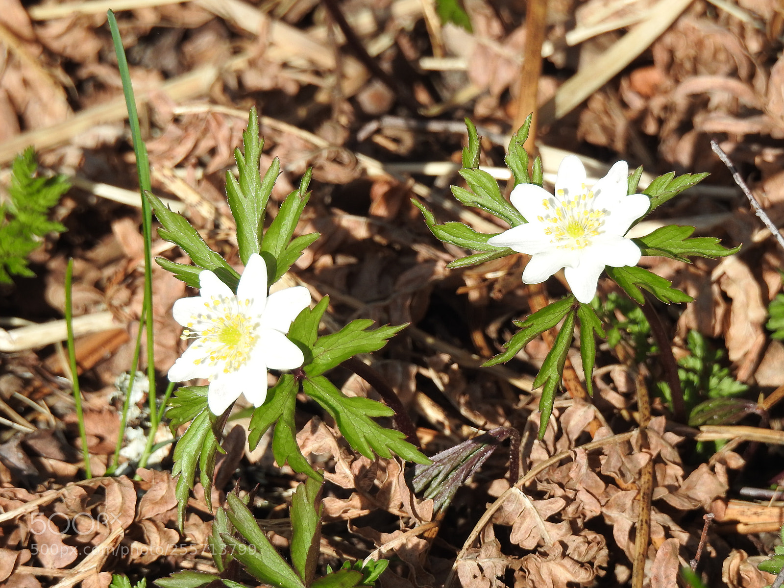 Nikon Coolpix P900 sample photo. Spring flowers. photography