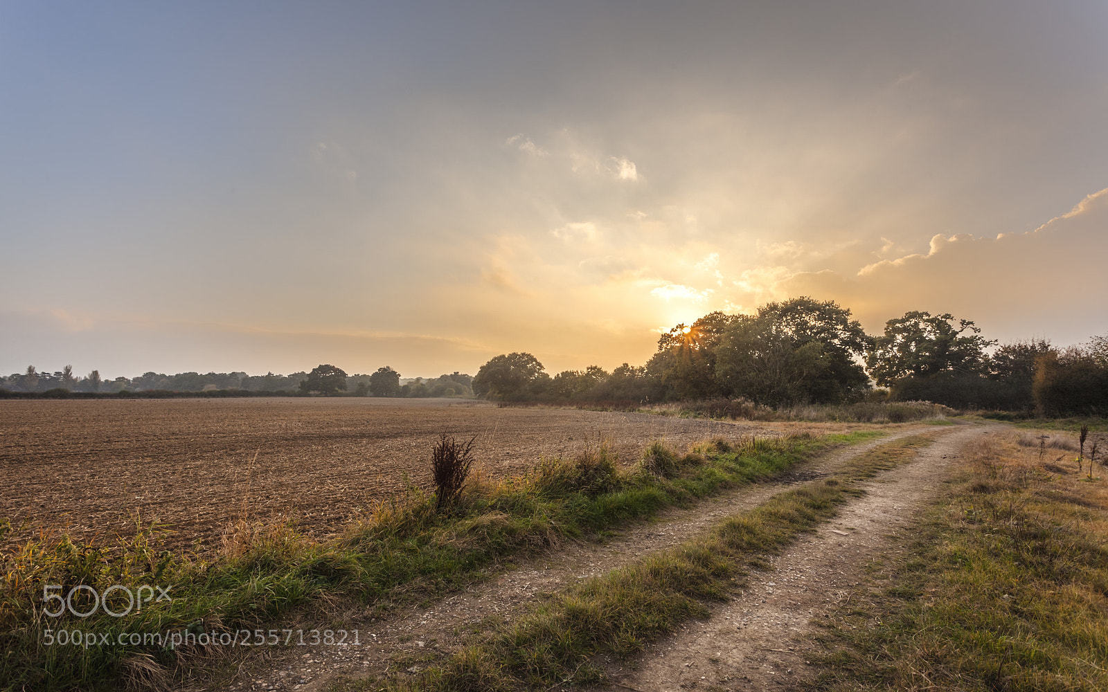 Canon EOS 5D Mark II sample photo. Wheat track photography