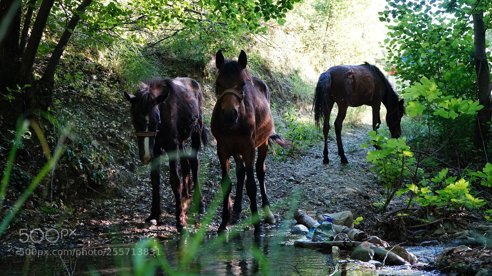 Sony a7 II sample photo. O an
 photography