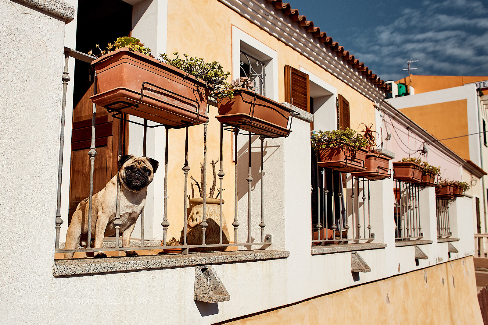 Canon EOS 6D sample photo. Hello dog photography