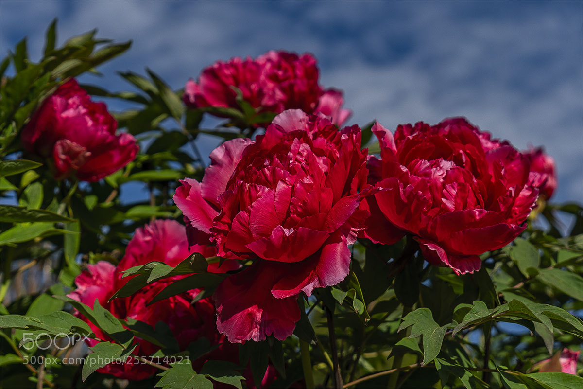 Sony a6300 sample photo. Blüten 290418-004 photography