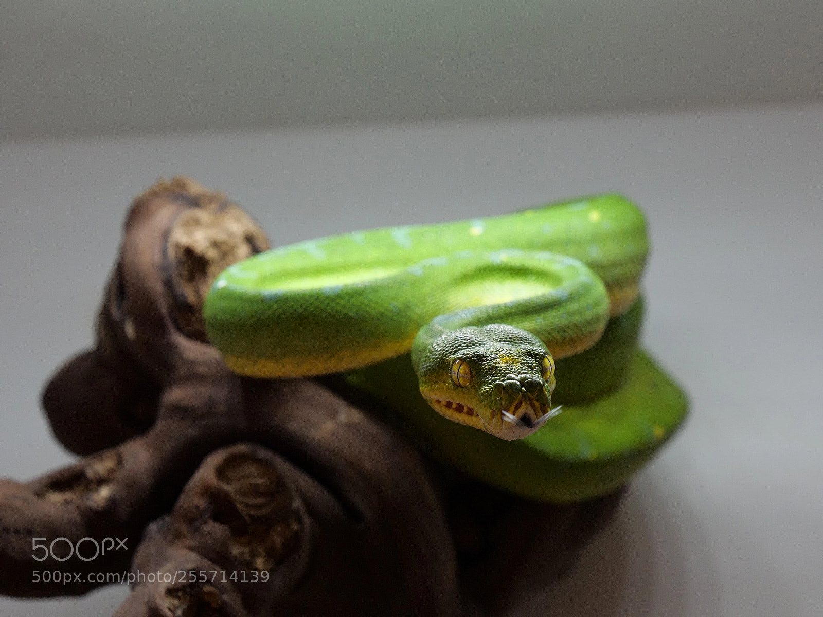 Panasonic Lumix DC-G9 sample photo. Green killer photography