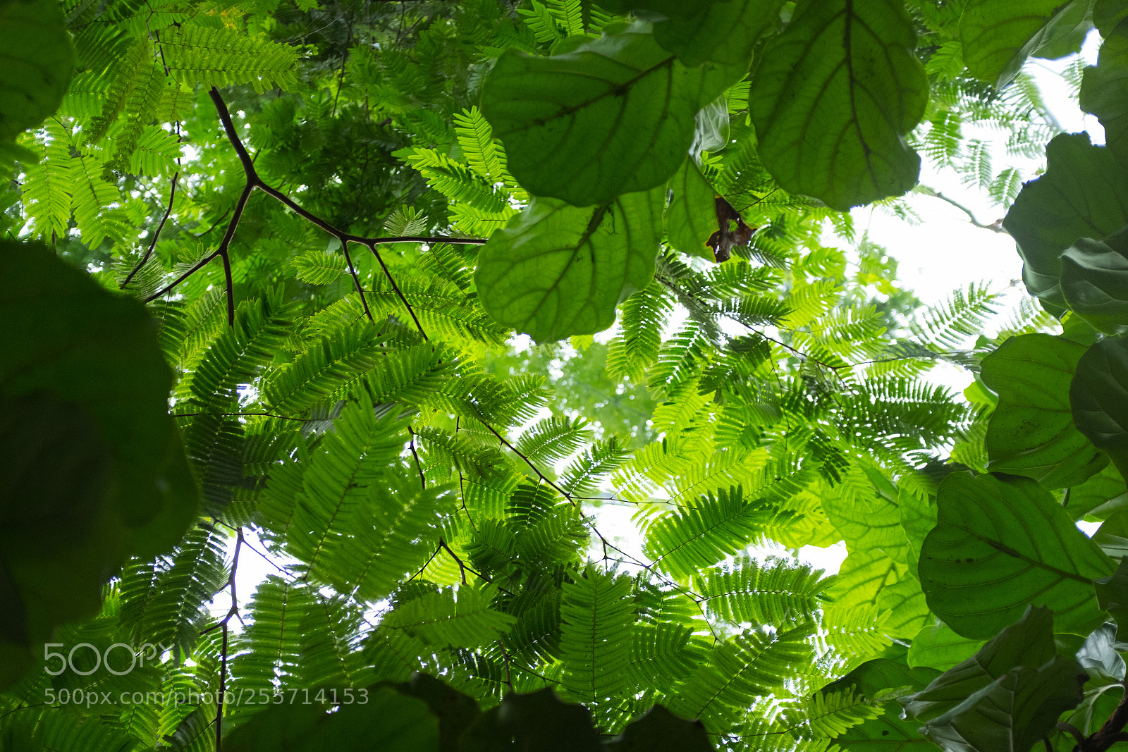 Fujifilm X100F sample photo. Green photography