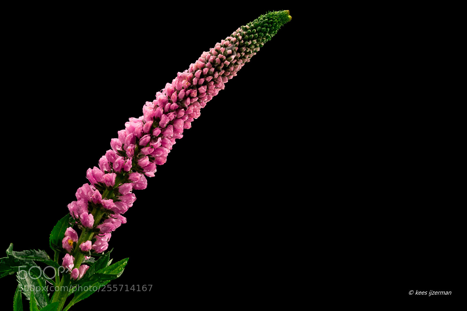 Sony SLT-A77 sample photo. Veronica longifolia ‘can can’ photography