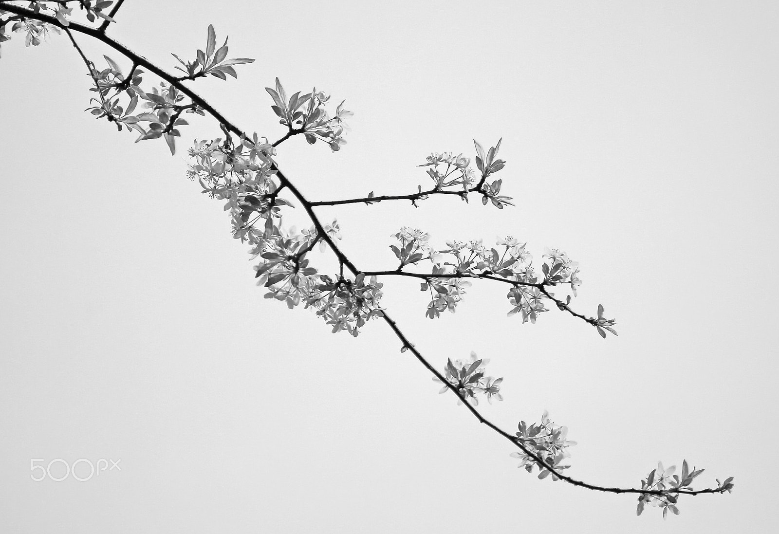 Canon EOS 70D sample photo. The fine art photography