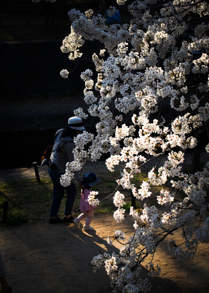 Olympus PEN E-P5 sample photo. Sakura photography