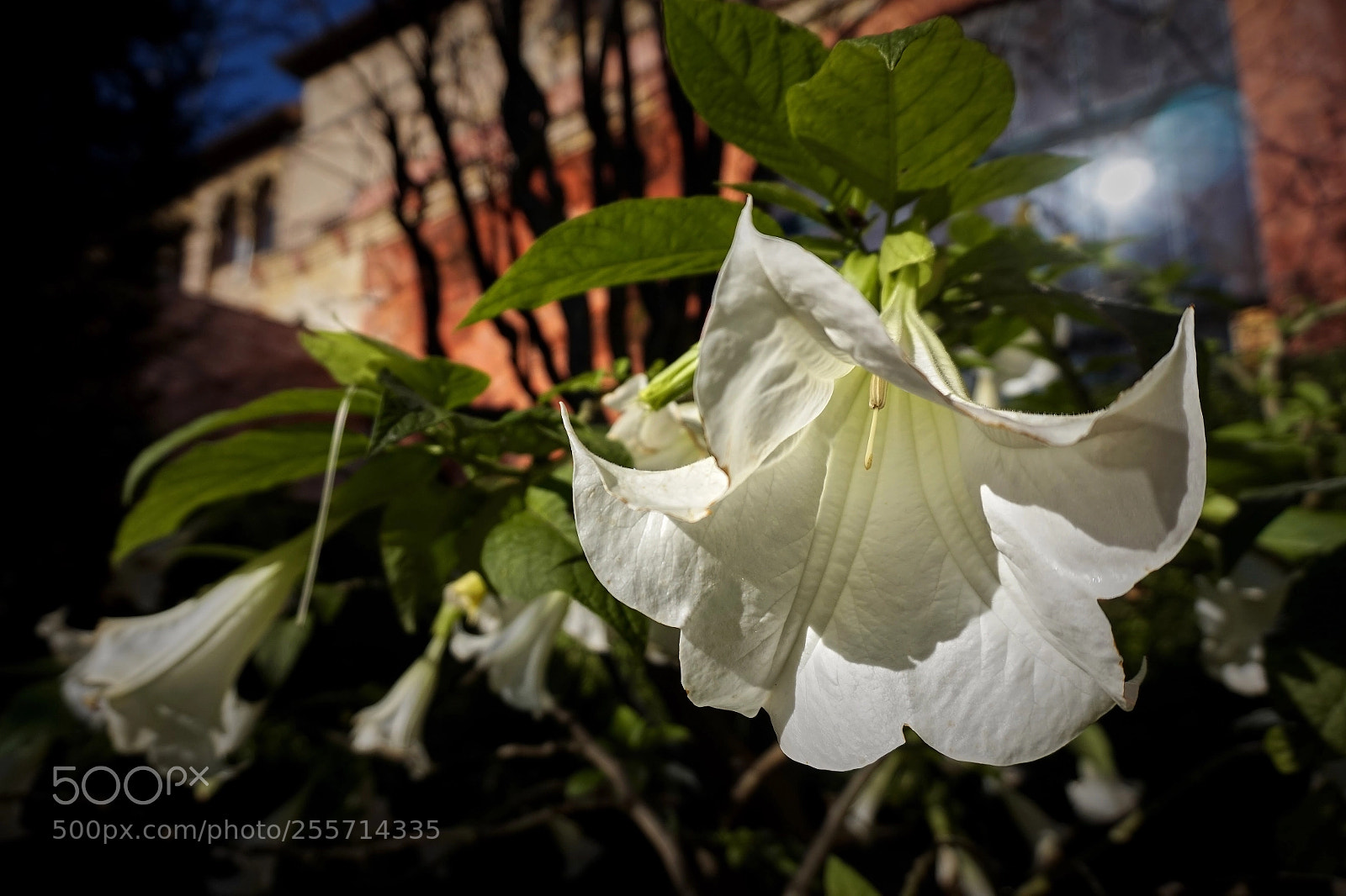 Sony Alpha a5000 (ILCE 5000) sample photo. Flowers photography