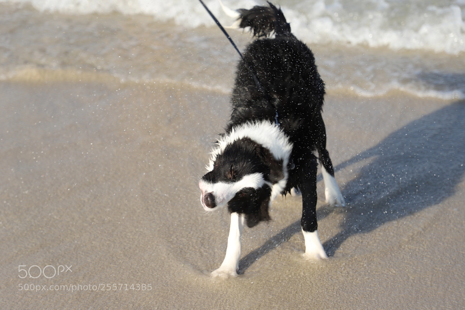 Canon EF 24-105mm F4L IS II USM sample photo. Border collie on the photography