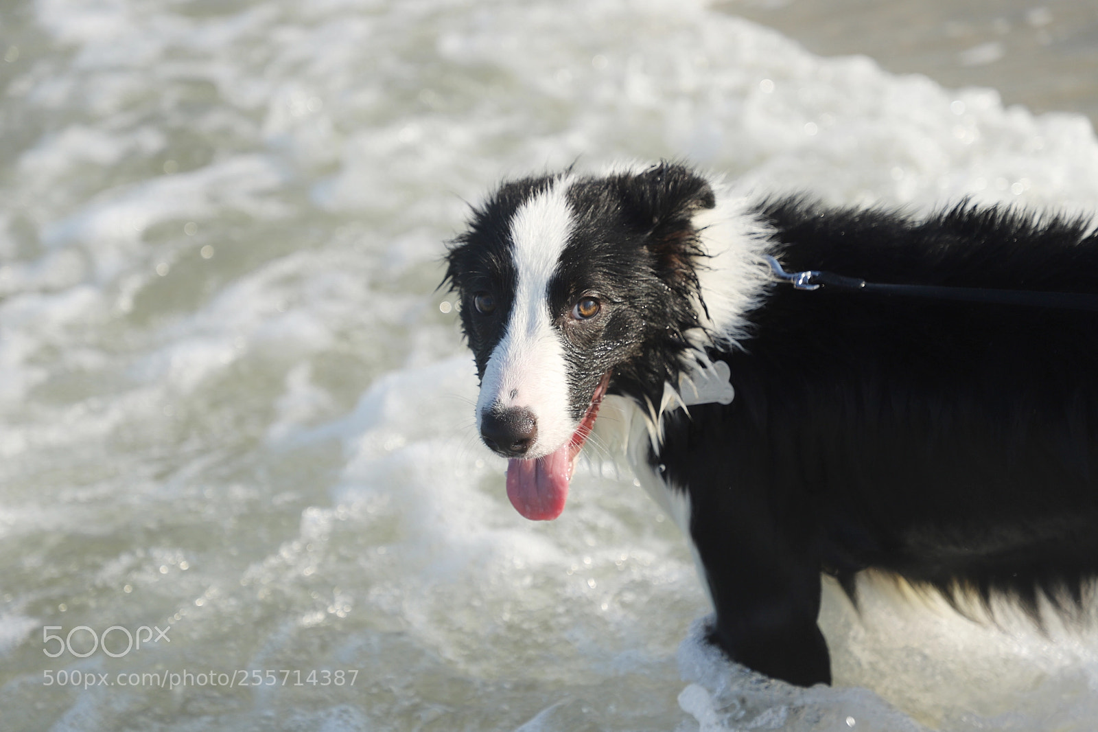 Canon EOS 6D Mark II sample photo. Border collie on the photography