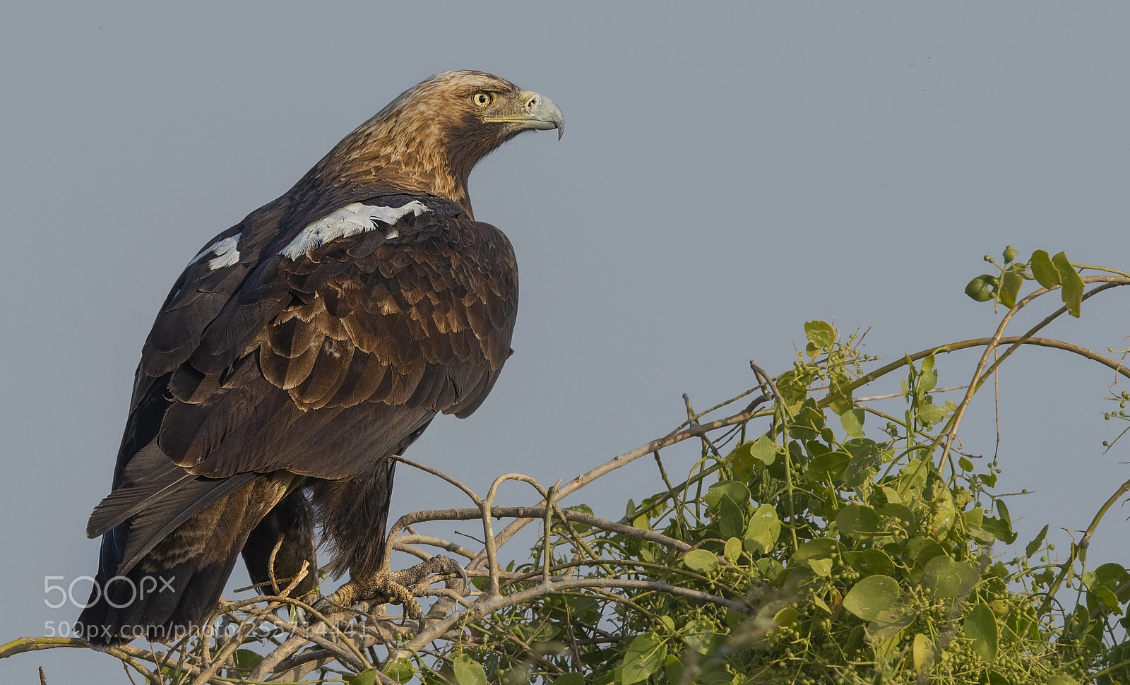 Nikon D500 sample photo. Eastern imperial eagle photography
