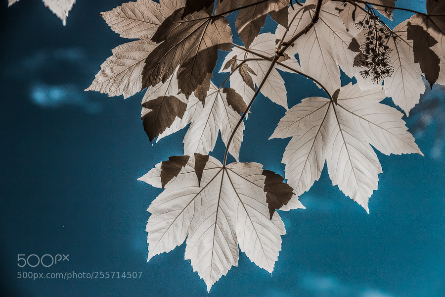 Canon EOS 50D sample photo. Ahorn (acer) im gegenlicht photography
