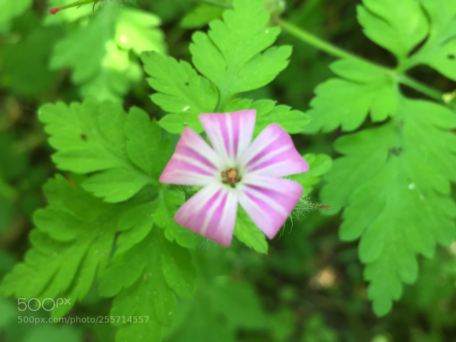 Apple iPhone 6 sample photo. Untitled photography
