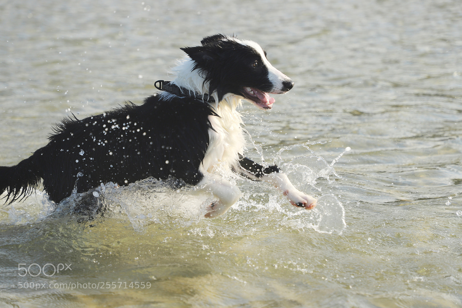 Canon EOS 6D Mark II sample photo. Border collie on the photography