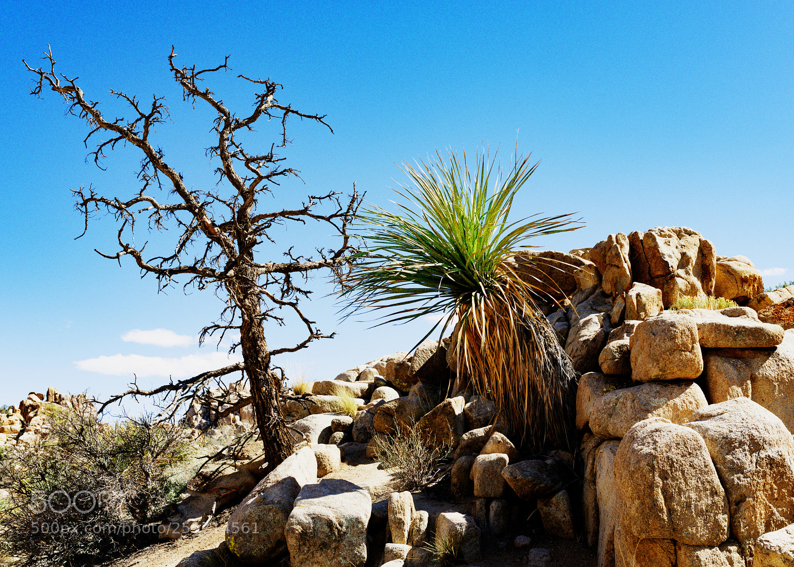Nikon D800 sample photo. Colors in the desert photography