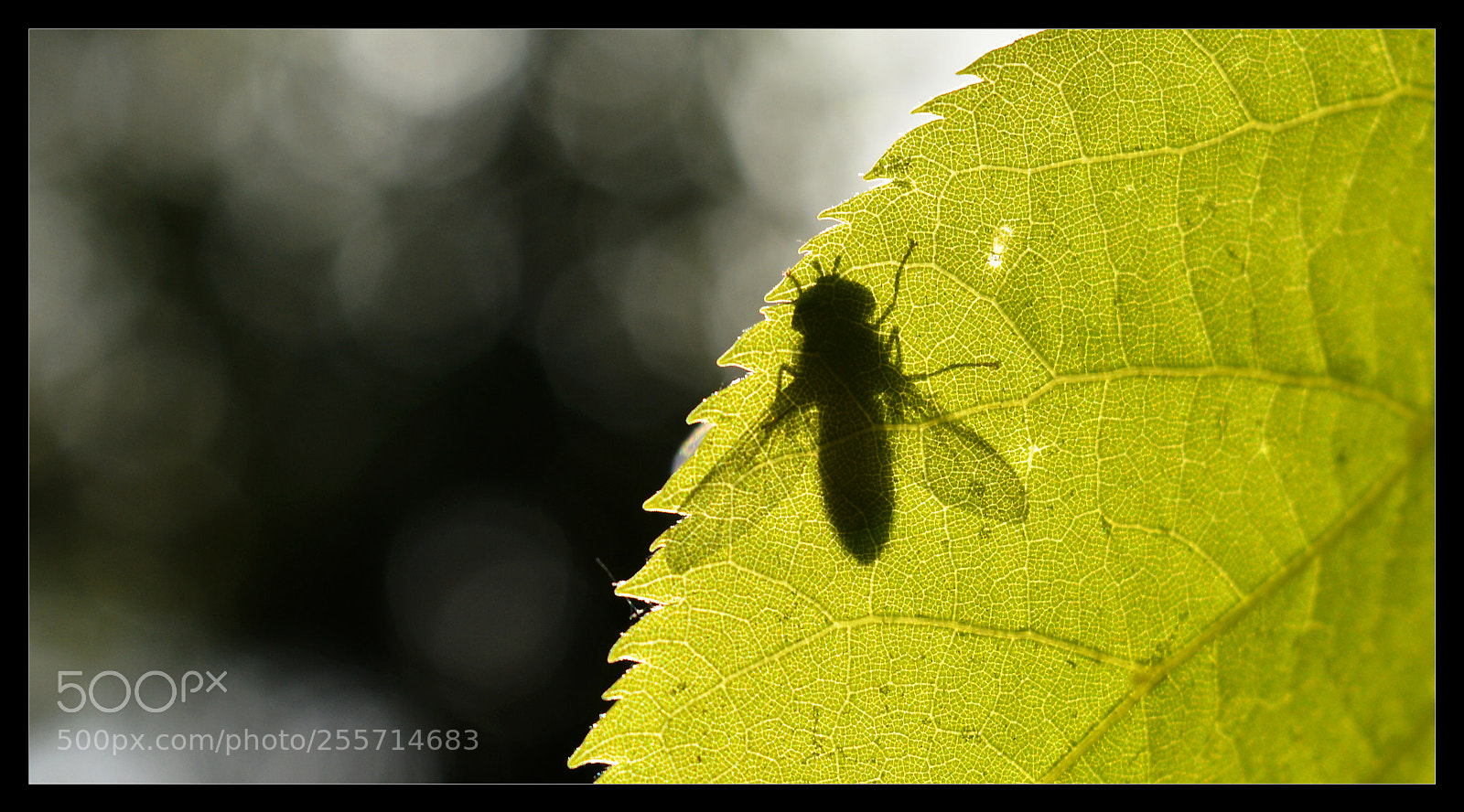 Nikon D3200 sample photo. Fly on a leaf photography