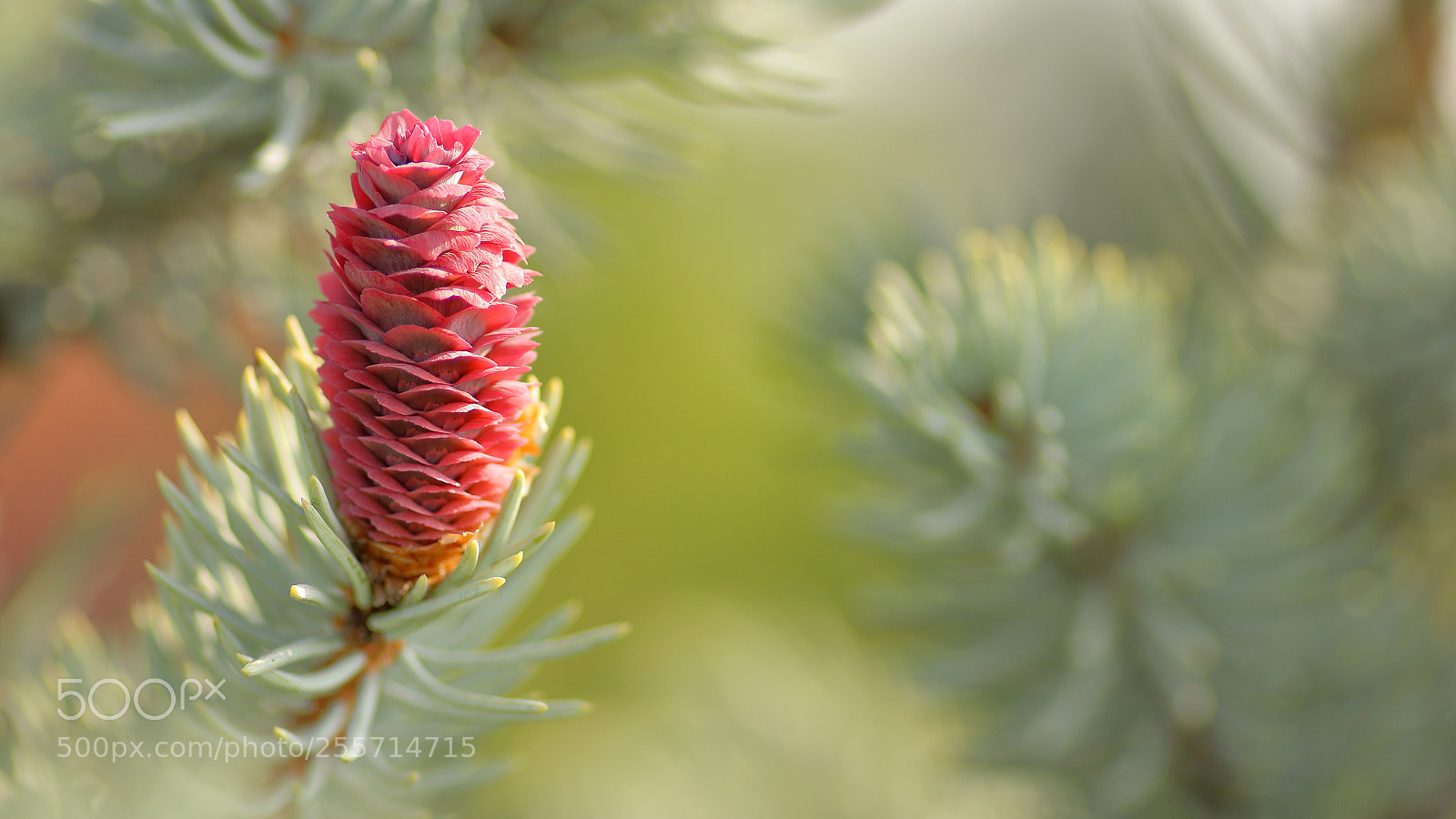 Canon EOS 600D (Rebel EOS T3i / EOS Kiss X5) sample photo. Nuova vita photography