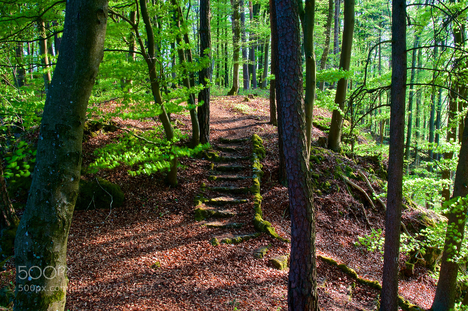 Pentax K-3 II sample photo. Steps in the forest photography